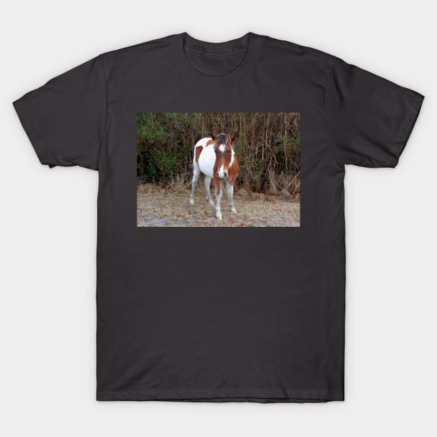 Wild horses, wildlife, Assateague, Island Babe T-Shirt by sandyo2ly